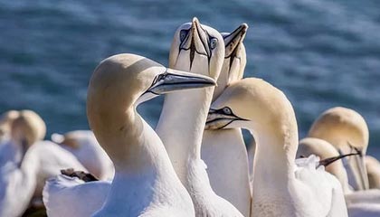 星空体育平台-阿莱拉蒂命中制胜球，马德里竞技以微弱优势战胜对手，阿德莱德联