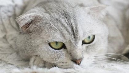 星空体育官网-中国篮球联赛基于数据分析的战术优化方案，篮球大数据平台中国篮协